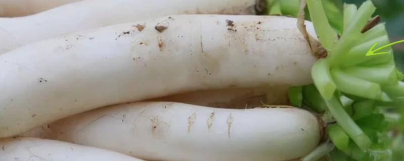 萝卜糠心的症状，果肉会变成糠心状