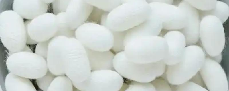 蚕茧是怎样抽丝的，先浸泡蚕茧