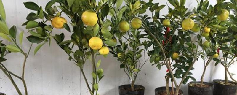 脐橙能在家里种吗，注意把握温度、光照、水肥
