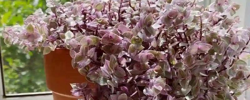 胭脂云浇水可以喷叶子吗，可以但要注意喷水时间