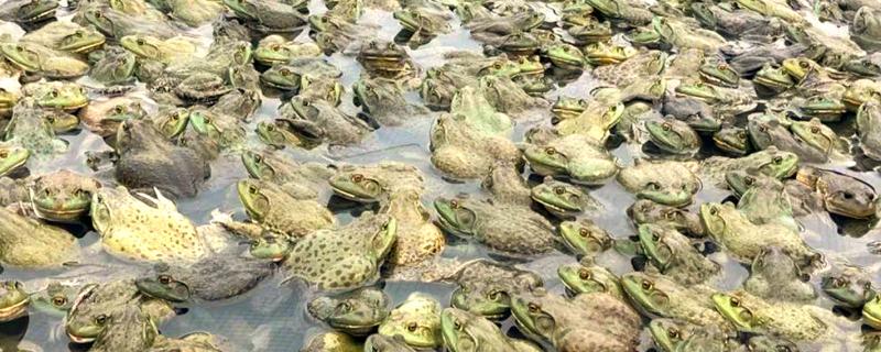 牛蛙的养殖技巧，在投喂前需要用水泡湿饲料