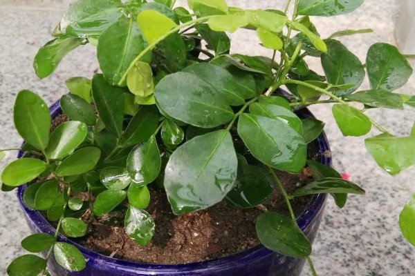 九里香小苗几年可以开花,栽种之后3-4年能开花