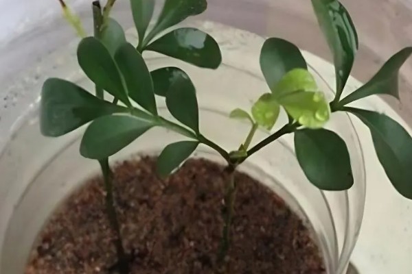 九里香小苗几年可以开花,栽种之后3-4年能开花
