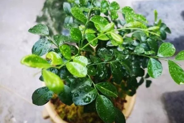 九里香小苗几年可以开花,栽种之后3-4年能开花