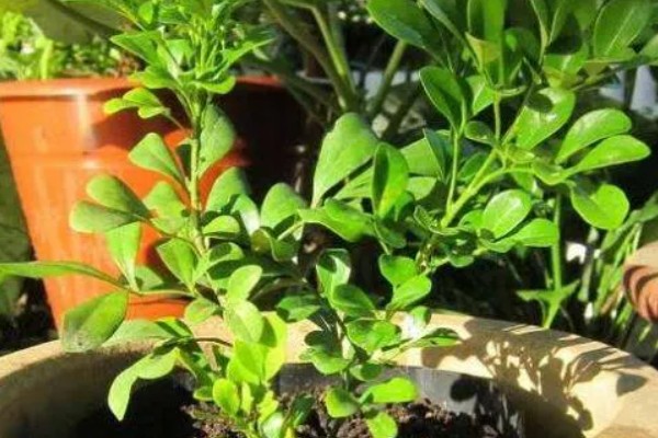 九里香小苗几年可以开花,栽种之后3-4年能开花