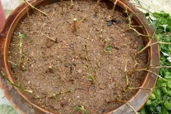 九里香小苗几年可以开花,栽种之后3-4年能开花