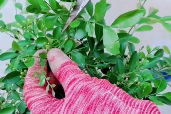 九里香小苗几年可以开花,栽种之后3-4年能开花