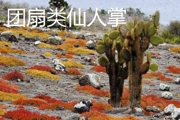 仙人掌的种类，有团扇类仙人掌、蟹爪仙人掌等