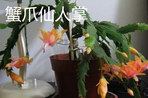 仙人掌的种类，有团扇类仙人掌、蟹爪仙人掌等