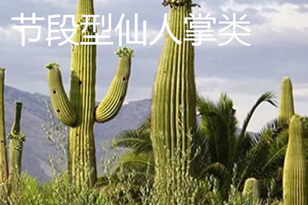 仙人掌的种类，有团扇类仙人掌、蟹爪仙人掌等