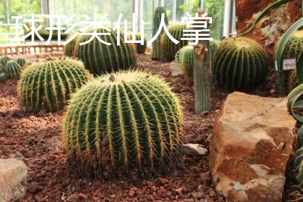 仙人掌的种类，有团扇类仙人掌、蟹爪仙人掌等