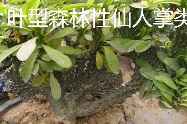 仙人掌的种类，有团扇类仙人掌、蟹爪仙人掌等