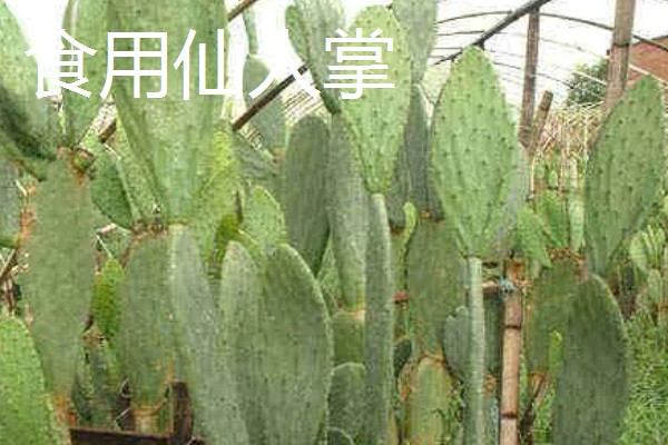 仙人掌的种类，有团扇类仙人掌、蟹爪仙人掌等