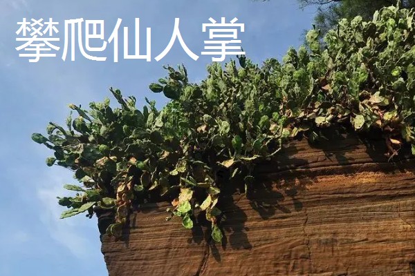 仙人掌的种类，有团扇类仙人掌、蟹爪仙人掌等
