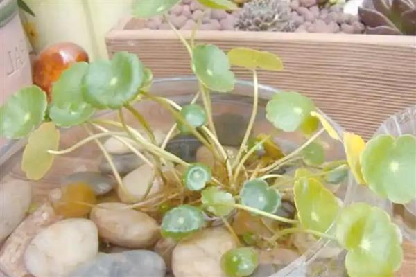 水培铜钱草叶子发黄的原因及解决方法，可能是水质变差导致