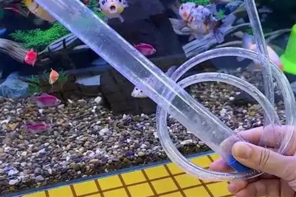 怎么收拾鱼缸的缸霸,一般采取隔离的手段