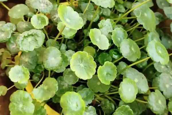 水培铜钱草叶子发黄的原因及解决方法，可能是水质变差导致