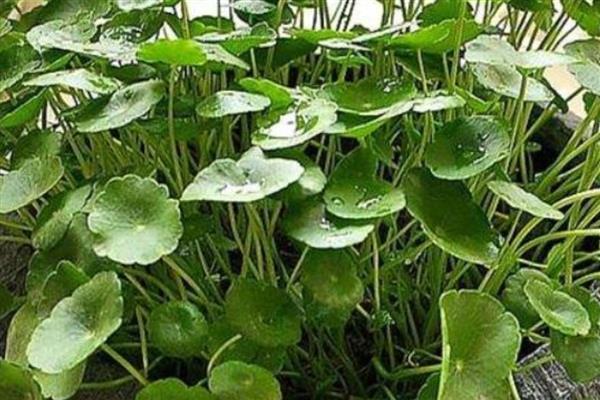 水培铜钱草叶子发黄的原因及解决方法，可能是水质变差导致