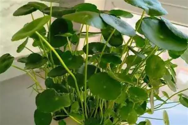 水培铜钱草叶子发黄的原因及解决方法，可能是水质变差导致