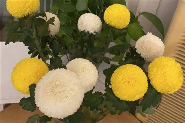 怎么水养乒乓菊，要做好定期换水