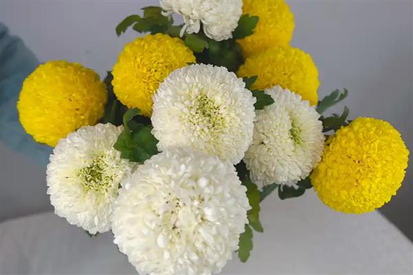 怎么水养乒乓菊，要做好定期换水