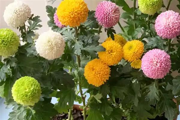 怎么水养乒乓菊，要做好定期换水