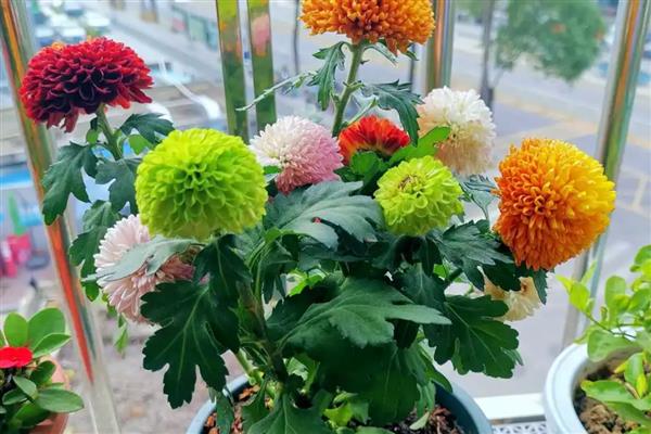 怎么水养乒乓菊，要做好定期换水