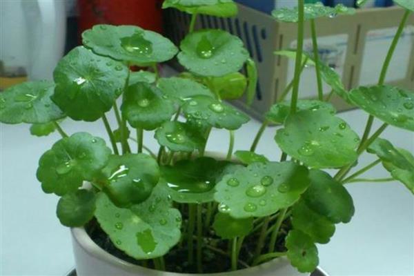 水培铜钱草叶子发黄的原因及解决方法，可能是水质变差导致