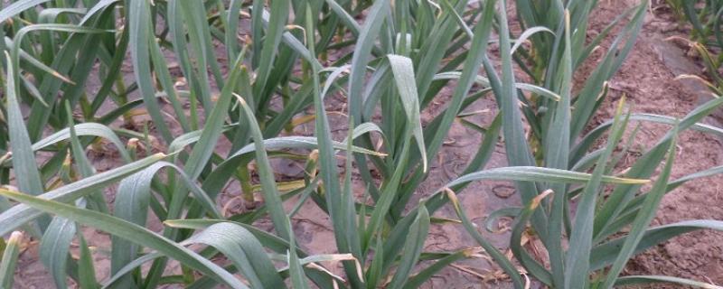 大蒜田杂草的危害争，会相互争夺养料、水分