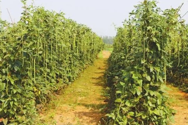 北方露地秋豆角什么时候种植，通常在7月中下旬种植