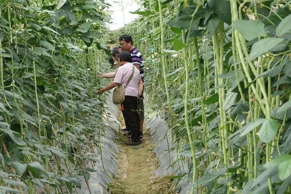 北方露地秋豆角什么时候种植，通常在7月中下旬种植