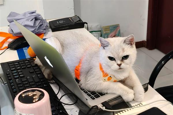 不同脂类的作用，脂肪是犬猫储存能量的