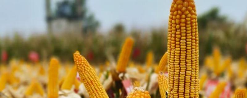 中选777玉米种介绍，夏播生育期104天