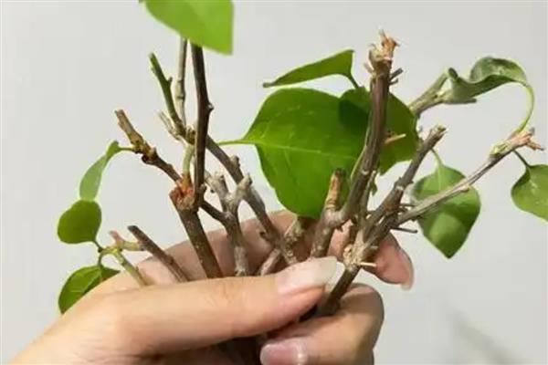三角梅扦插发芽后的管理方法，在发芽后要提供充足的光照