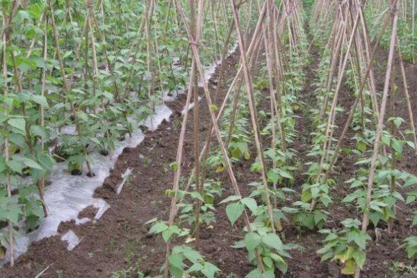 北方露地秋豆角什么时候种植，通常在7月中下旬种植