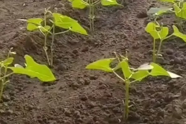 北方露地秋豆角什么时候种植，通常在7月中下旬种植