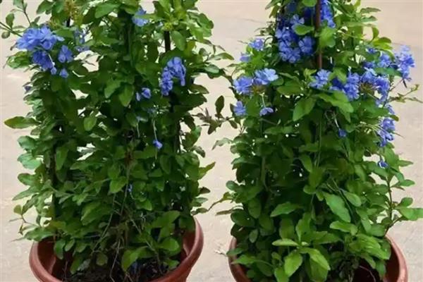 夏天蓝雪花的养护注意事项，适合生长在较为湿润的环境中
