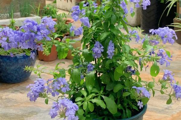 夏天蓝雪花的养护注意事项，适合生长在较为湿润的环境中