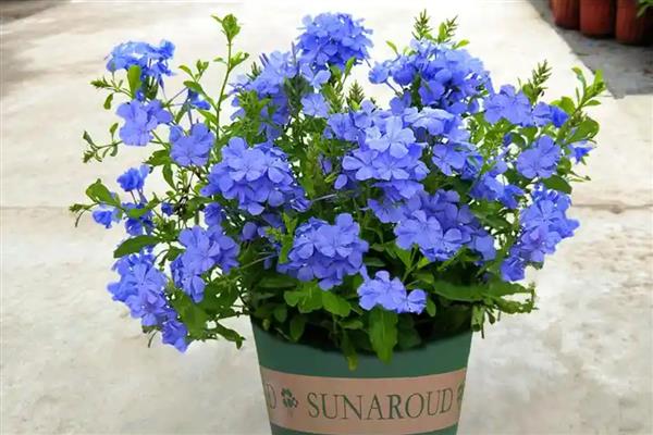 夏天蓝雪花的养护注意事项，适合生长在较为湿润的环境中