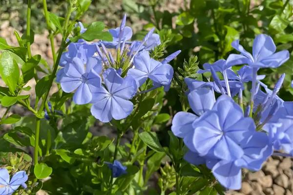夏天蓝雪花的养护注意事项，适合生长在较为湿润的环境中