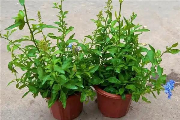 夏天蓝雪花的养护注意事项，适合生长在较为湿润的环境中