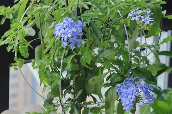 夏天蓝雪花的养护注意事项，适合生长在较为湿润的环境中