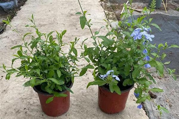 夏天蓝雪花的养护注意事项，适合生长在较为湿润的环境中