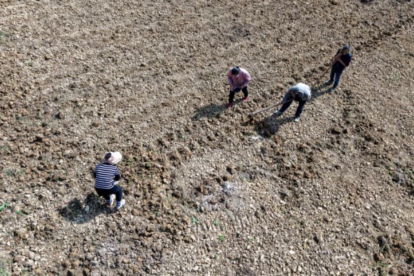 北方露地秋豆角什么时候种植，通常在7月中下旬种植