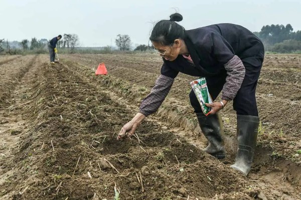 北方露地秋豆角什么时候种植，通常在7月中下旬种植