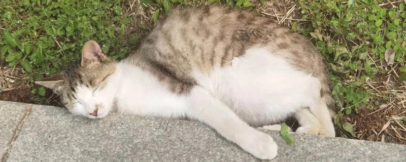 猫拉完屎为什么像疯了一样，因为其心情舒畅所致
