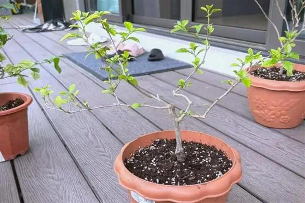 三角梅的养护方法，每隔1-2年要更换一次盆土