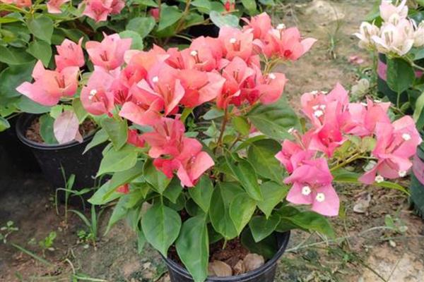 三角梅的养护方法，每隔1-2年要更换一次盆土