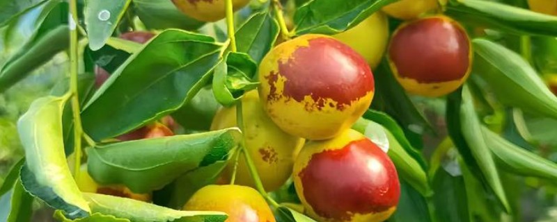 冬枣怎么能高产，首先需要选择优质壮苗