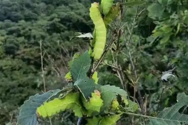 蚕可以吃什么食物，不同种类的蚕吃的东西不同